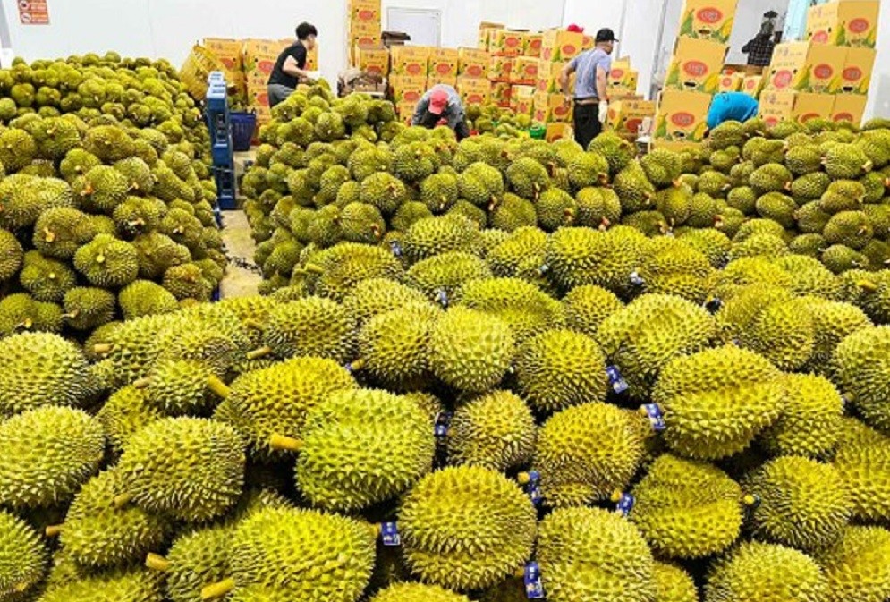 Sầu riêng Việt Nam chính thức được phép xuất khẩu sang Ấn Độ. Ảnh: Đoàn Kiên.
