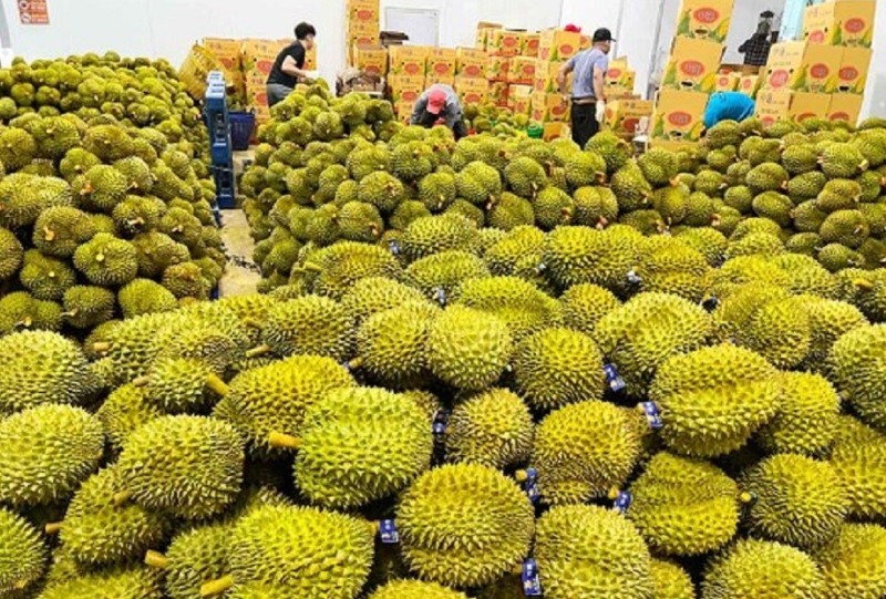 India officially opens market to fresh Vietnamese durian