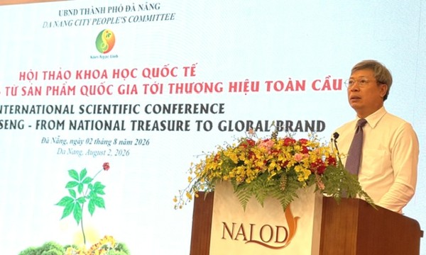 Sâm Ngọc Linh: Từ Quốc bảo Việt Nam đến thương hiệu toàn cầu