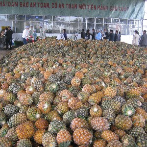 Trong bức tranh xuất khẩu nông lâm thủy sản 7 tháng năm 2026, rau quả là điểm sáng nổi bật. Ảnh: Chu Khôi.