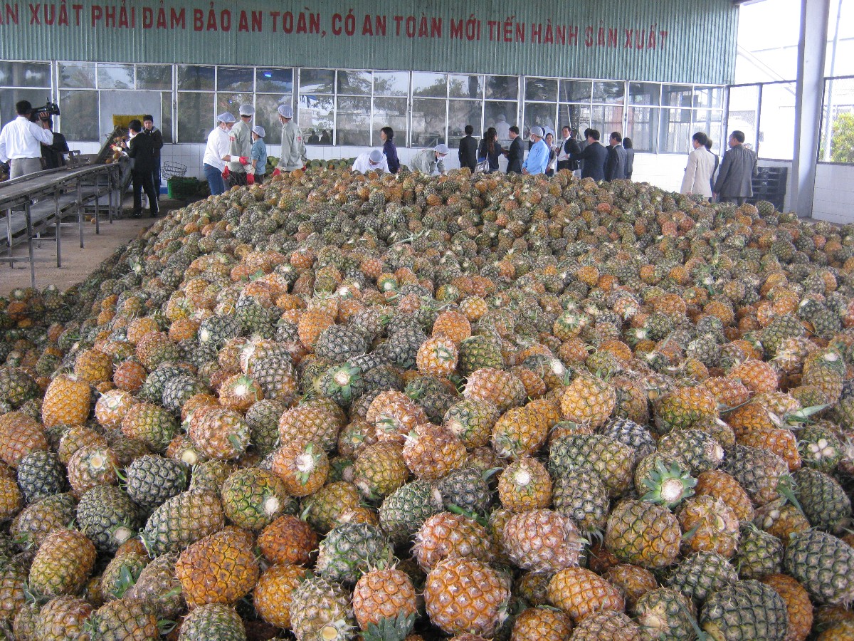 Trong bức tranh xuất khẩu nông lâm thủy sản 7 tháng năm 2026, rau quả là điểm sáng nổi bật. Ảnh: Chu Khôi.