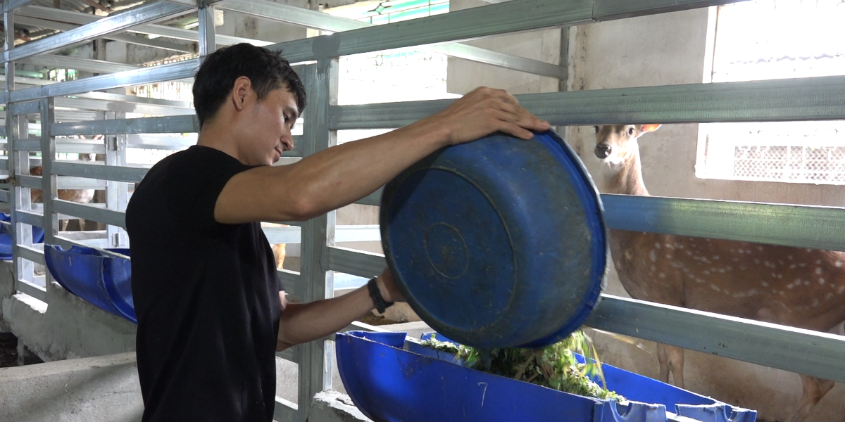 Hươu sao được chăm sóc chủ yếu bằng cỏ và các phụ phẩm nông nghiệp sẵn có tại địa phương. Ảnh: Nguyễn Thuấn