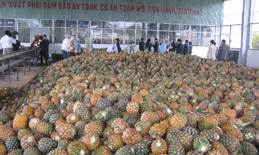 Fruits and vegetables stand out as a major highlight in the overall picture of agro-forestry-fishery exports in the first seven months of 2026. (Photo: Chu Khoi)