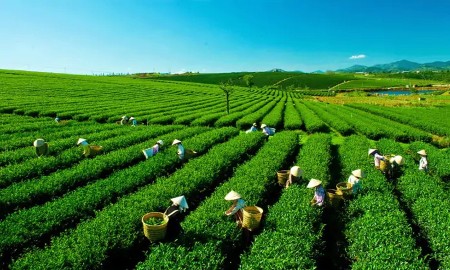 Lâm Đồng: Định hình mô hình kinh tế xanh theo cấu trúc
