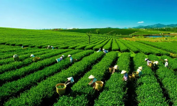 Lâm Đồng: Định hình mô hình kinh tế xanh theo cấu trúc