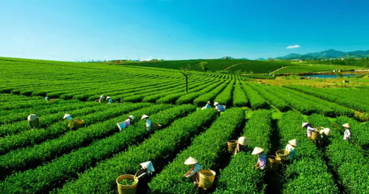 Lâm Đồng xây dựng mô hình kinh tế xanh theo cấu trúc đa vùng