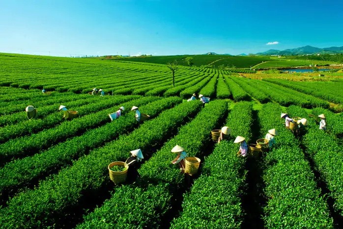 Lâm Đồng hình thành không gian phát triển trải dài từ cao nguyên xuống duyên hải Nam Trung Bộ. Trong ảnh: Thu hoạch trà ở Lâm Đồng. Ảnh: T.H.