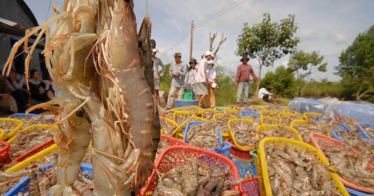 Xuất khẩu thủy sản Việt Nam duy trì tăng trưởng, đối mặt nhiều sức ép
