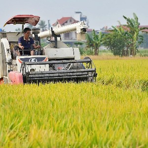 Lúa gạo dù lưu kho tại nhà dân hay kho thương nhân đều là nguồn lực dự trữ quốc gia. Ảnh: Đỗ Hương/VGP.