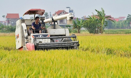 Lúa gạo dù lưu kho tại nhà dân hay kho thương nhân đều là nguồn lực dự trữ quốc gia. Ảnh: Đỗ Hương/VGP.