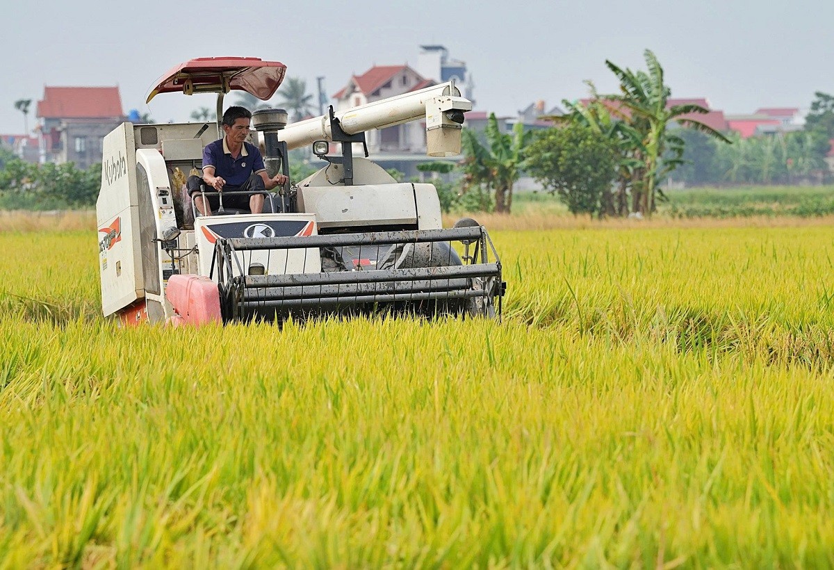 Lúa gạo dù lưu kho tại nhà dân hay kho thương nhân đều là nguồn lực dự trữ quốc gia. Ảnh: Đỗ Hương/VGP.