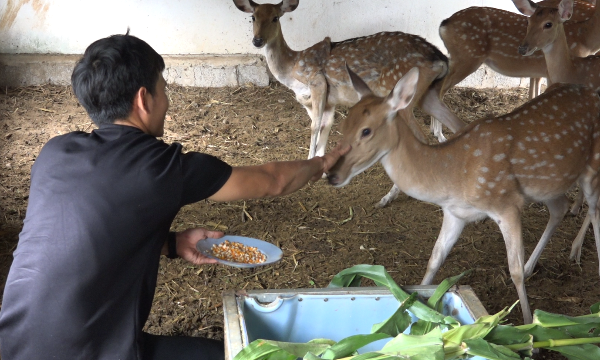 Bỏ mức lương cao ở Nhật, chàng kỹ sư về quê làm giàu từ loài vật ít người nuôi