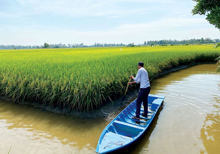 Mô hình lúa - tôm, còn gọi là mô hình "tôm ôm lúa" mang lại giá trị kinh tế cao, tận dụng nguồn dinh dưỡng tự nhiên, giảm chi phí đầu vào và tạo ra sản phẩm có giá trị gia tăng cao hơn. Ảnh: M.H.