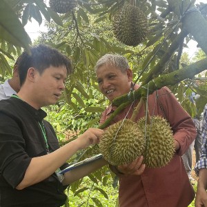 Sầu riêng xuất khẩu đòi hỏi phải có mã số vùng trồng. Ảnh: Bộ Nông nghiệp và Môi trường.
