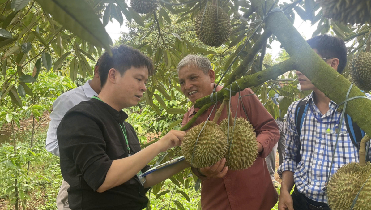 Sầu riêng xuất khẩu đòi hỏi phải có mã số vùng trồng. Ảnh: Bộ Nông nghiệp và Môi trường.