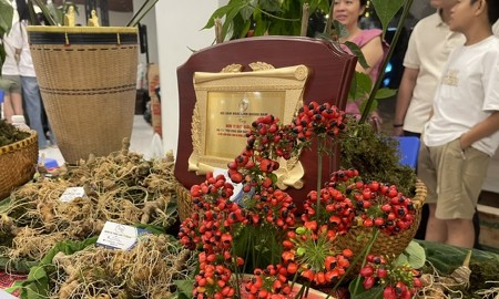 Phiên đấu giá Sâm Ngọc Linh hút hơn 100 doanh nghiệp tham gia