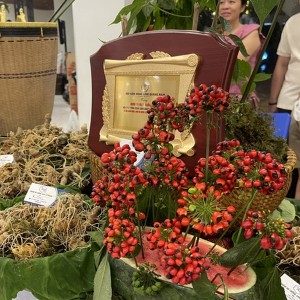 Trưng bày giới thiệu quả Sâm Ngọc Linh đã chín đỏ dùng làm giống nhân ra trồng trên diện rộng. Ảnh Ngô Anh Văn