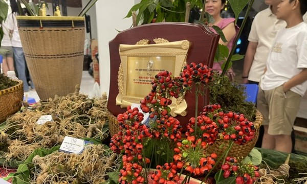 Phiên đấu giá Sâm Ngọc Linh hút hơn 100 doanh nghiệp tham gia