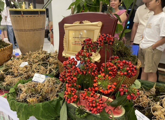 Trưng bày giới thiệu quả Sâm Ngọc Linh đã chín đỏ dùng làm giống nhân ra trồng trên diện rộng. Ảnh Ngô Anh Văn