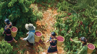 Vietnamese coffee exporters to comply with EUDR