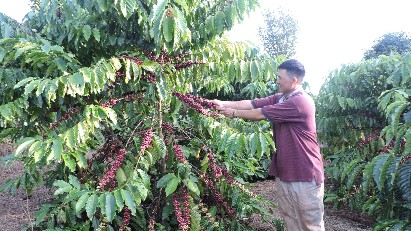 Vietnam's coffee exports reach $5.45 billion in 7M