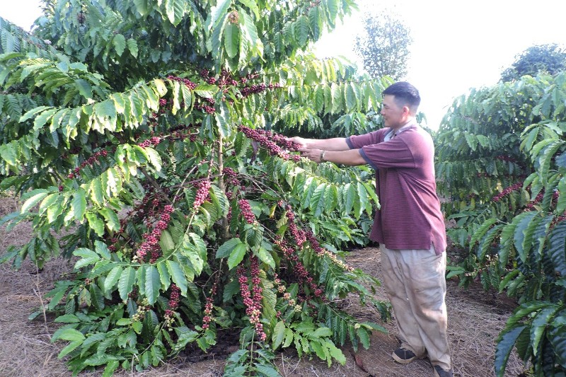 Vietnam's coffee exports reach $5.45 billion in 7M