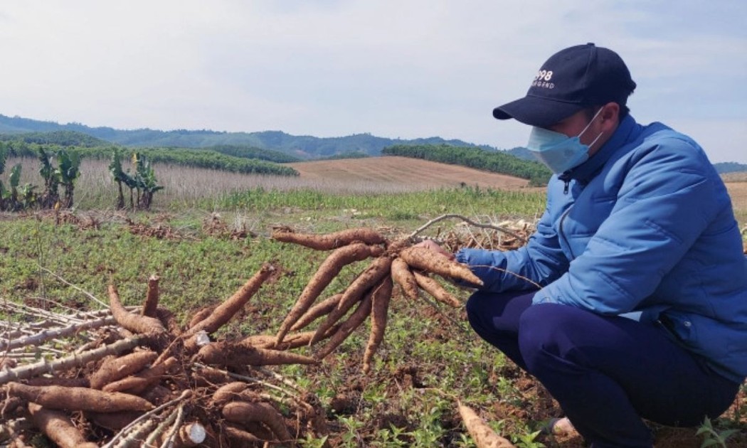 Giá sắn tăng cao, nông dân phấn khởi. Ảnh Viện Khoa học Nông nghiệp Việt Nam.