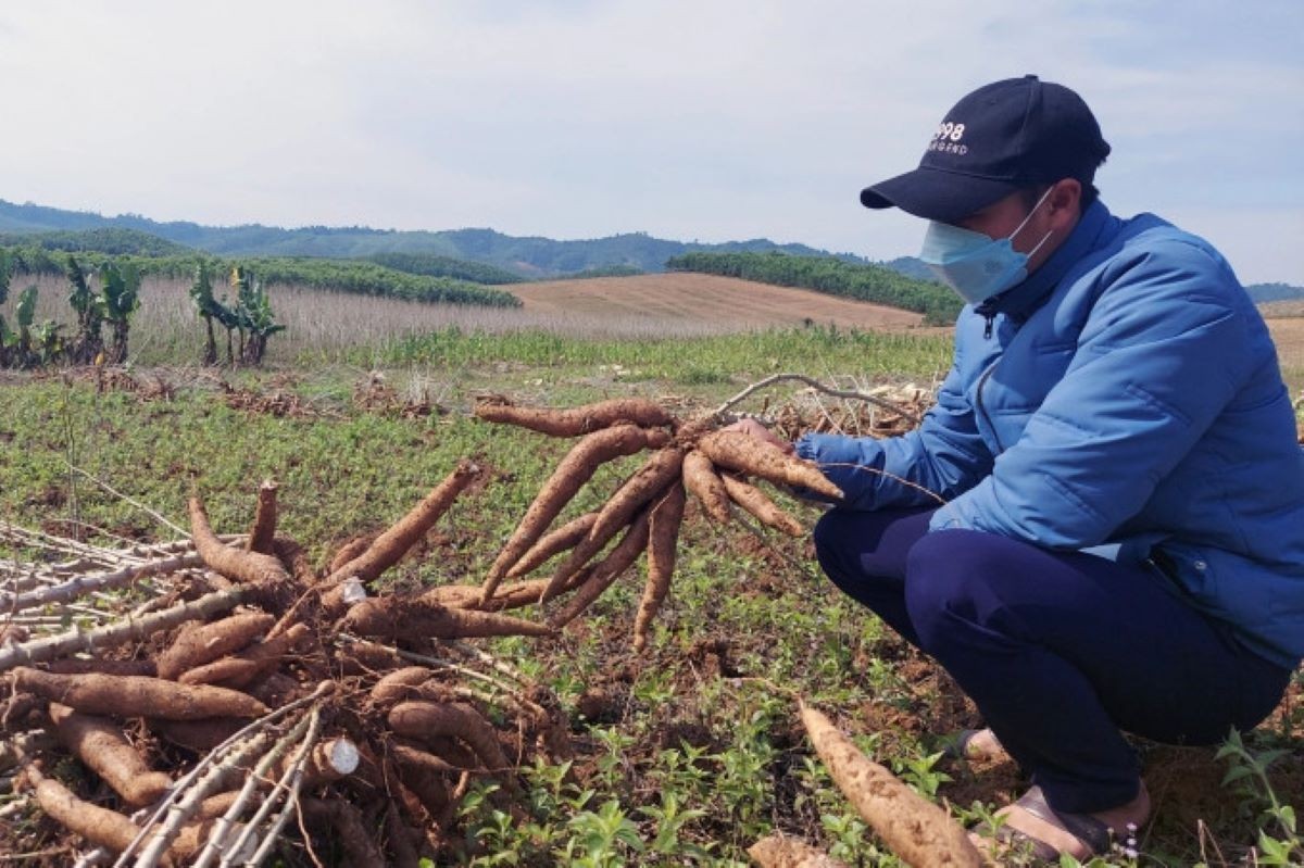 Giá sắn tăng cao, nông dân phấn khởi. Ảnh Viện Khoa học Nông nghiệp Việt Nam.