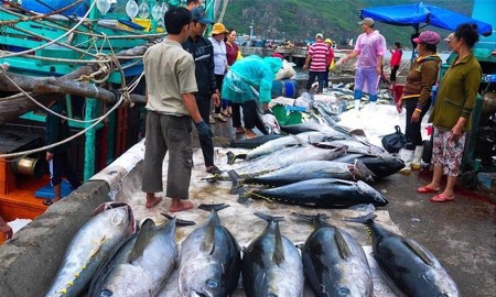 Khai thác thuỷ sản phải ghi nhật ký khai thác điện tử. Ảnh: VASEP.