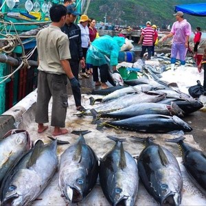 Khai thác thuỷ sản phải ghi nhật ký khai thác điện tử. Ảnh: VASEP.