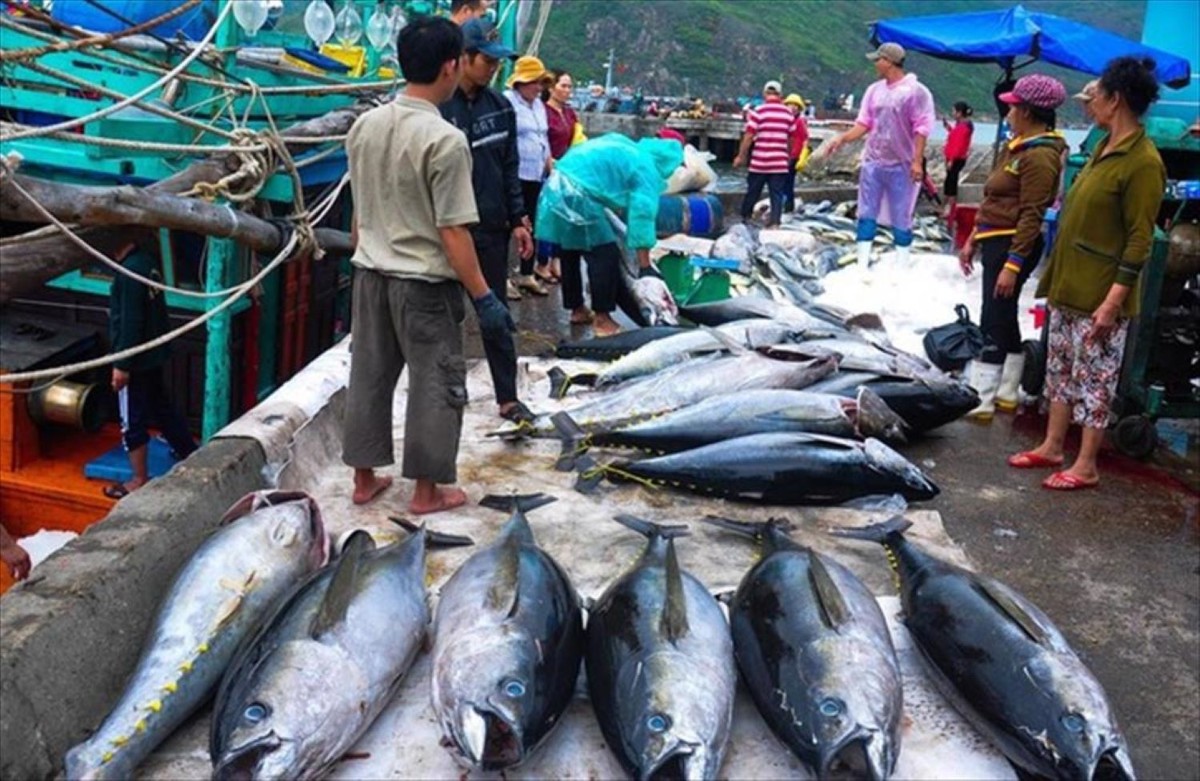 Khai thác thuỷ sản phải ghi nhật ký khai thác điện tử. Ảnh: VASEP.