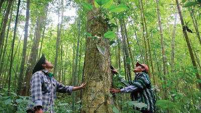 Prospects for carbon market development