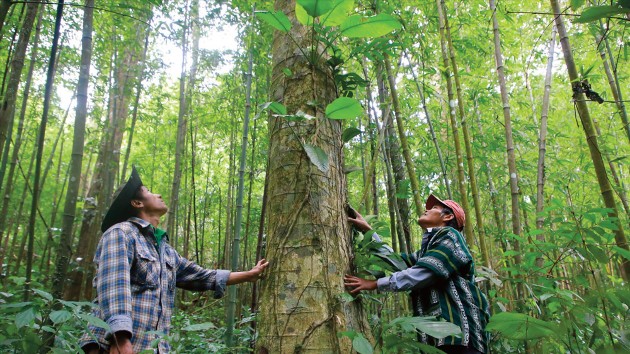 Prospects for carbon market development