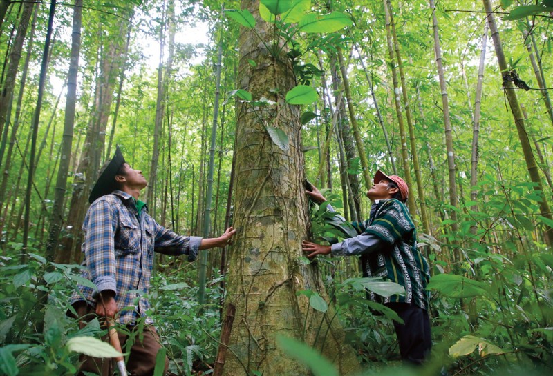 Prospects for carbon market development