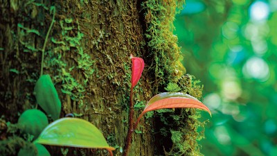 More rigorous approach to international carbon market