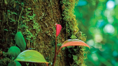 More rigorous approach to international carbon market