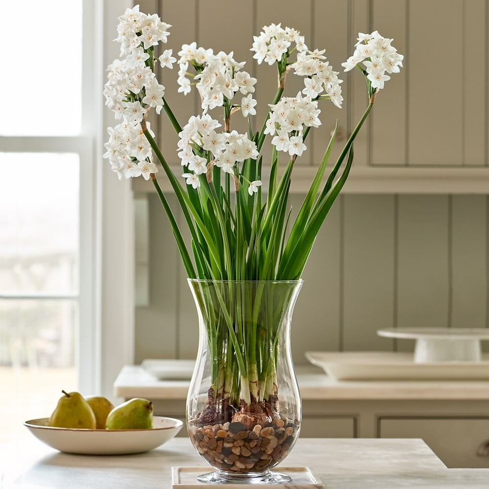 Ảnh: White Flower Farm