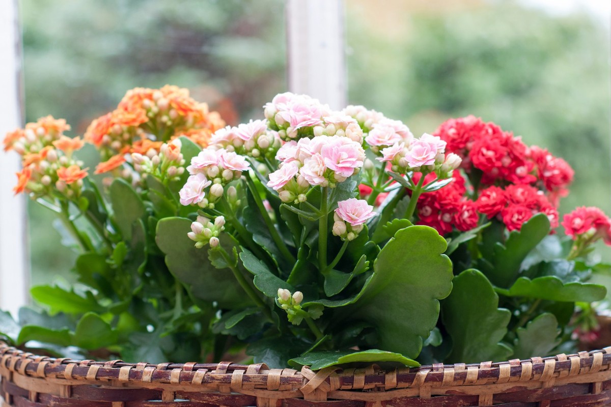 Ảnh: Gardener's world