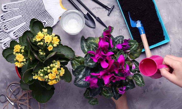 Những loại hoa có thể trồng trong nhà mà vẫn rực rỡ bền lâu