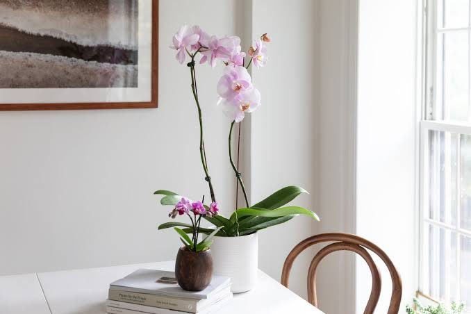 Ảnh: The Spruce/Letícia Almeida