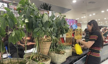Đà Nẵng quyết liệt phòng, chống nạn làm giả Sâm Ngọc Linh