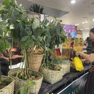 Sâm Ngọc Linh vừa thu hoạch bán tại Hội chợ sâm và dược liệu Đà Nẵng năm 2026. Ảnh: Ngô Anh Văn.