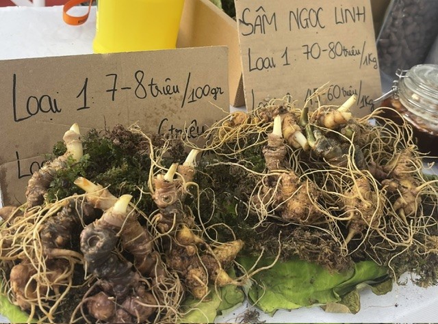 Củ Sâm Ngọc Linh tươi có giá dao động từ 70-80 triệu đồng/kg. Ảnh: Ngô Anh Văn.