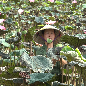 Chị Lê Thị Thu tại vùng sen được phát triển từ 5 ha đất lúa kém hiệu quả. Ảnh: Nguyễn Thuấn
