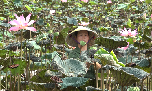 Chị Lê Thị Thu tại vùng sen được phát triển từ 5 ha đất lúa kém hiệu quả. Ảnh: Nguyễn Thuấn