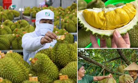 Tháo gỡ rào cản, xây dựng thương hiệu để mở rộng thị trường xuất khẩu sầu riêng