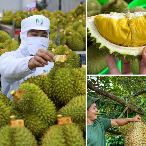 Xuất khẩu sầu riêng năm 2026 dự kiến đạt trên 4 tỷ USD. Ảnh: Hiệp hội Nông nghiệp hữu cơ Việt Nam.