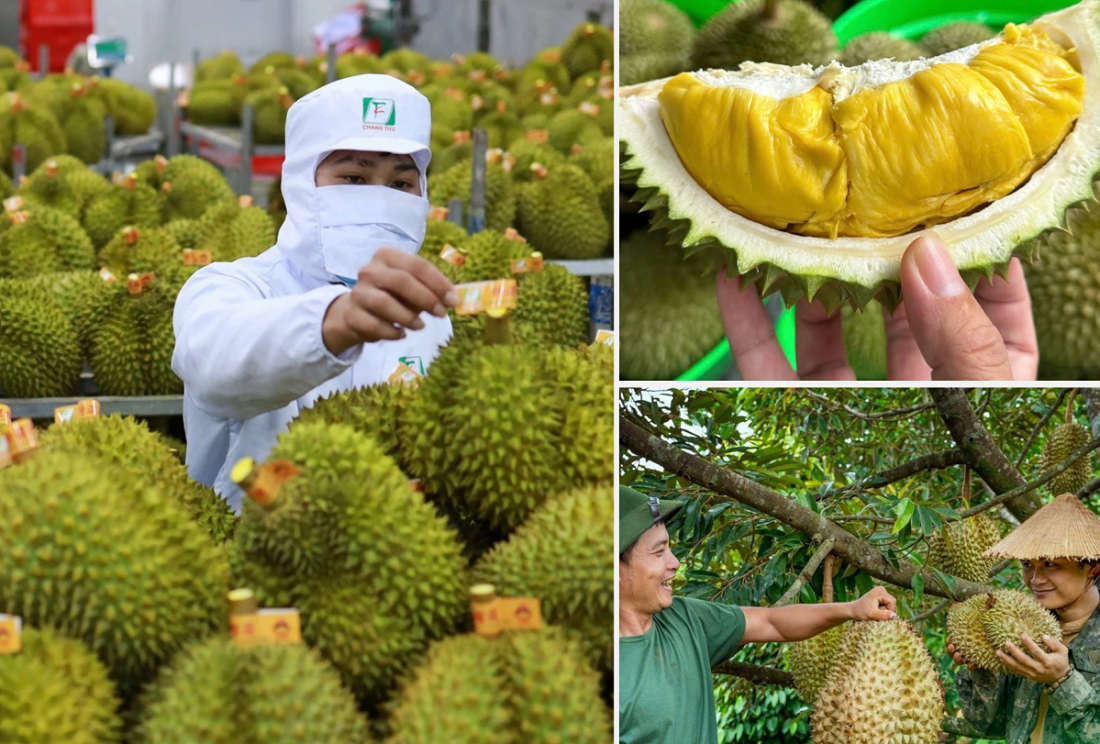 Xuất khẩu sầu riêng năm 2026 dự kiến đạt trên 4 tỷ USD. Ảnh: Hiệp hội Nông nghiệp hữu cơ Việt Nam.