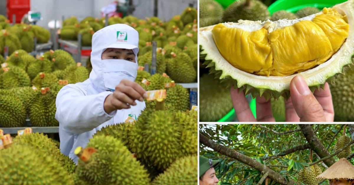 Tháo gỡ rào cản, xây dựng thương hiệu để mở rộng thị trường xuất khẩu sầu riêng