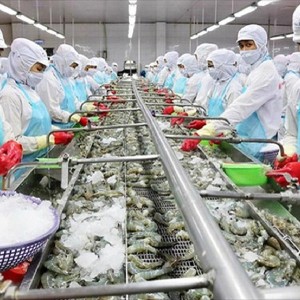 Tính đến nay, tổng số doanh nghiệp thủy sản Việt Nam được phép xuất khẩu vào thị trường Đài Loan đã nâng lên 787 doanh nghiệp. Ảnh: VASEP.